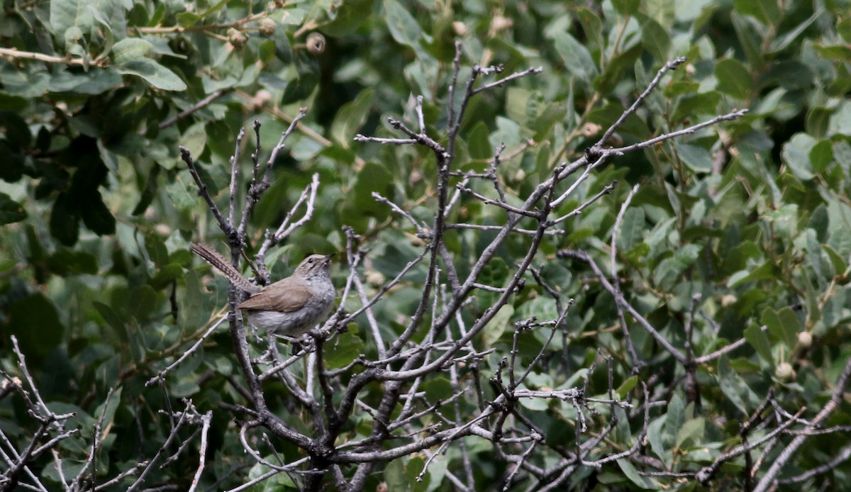 Bewick's Wren - ML32310421