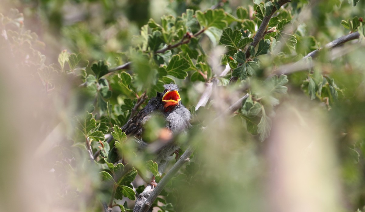 Black-chinned Sparrow - ML32310431