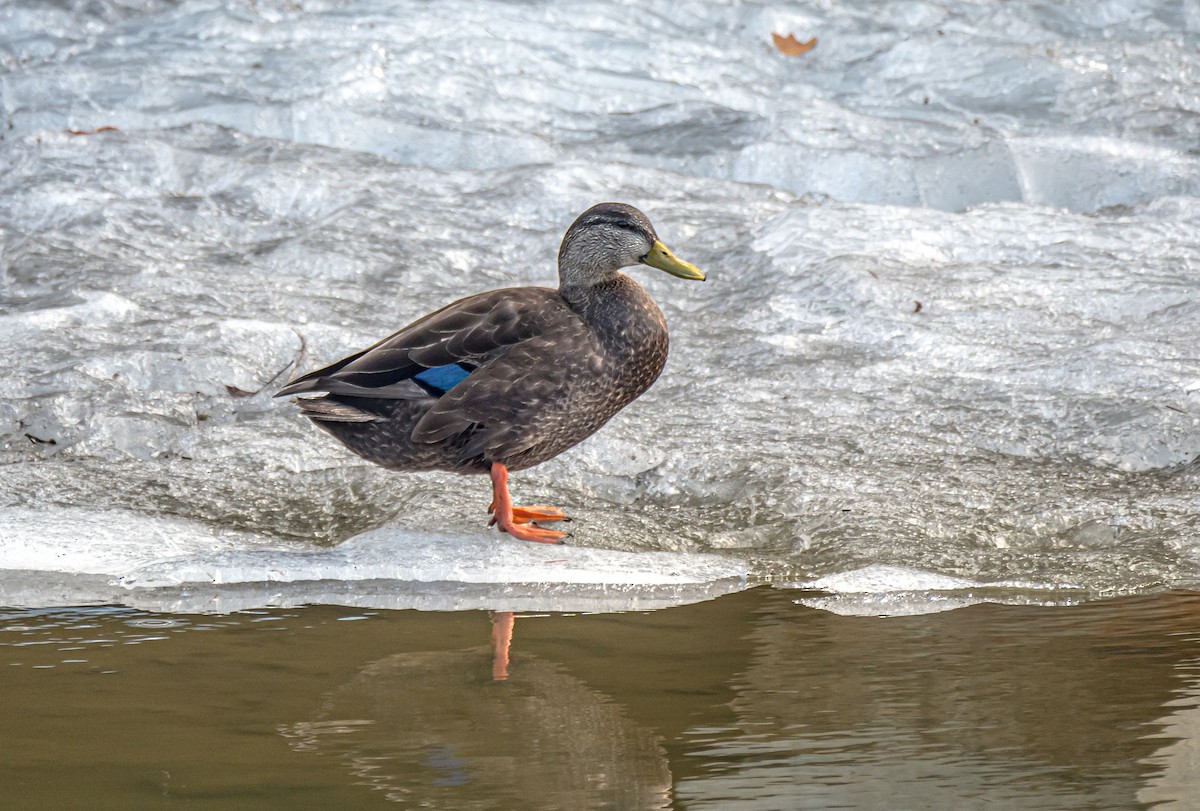 Canard noir - ML323105181