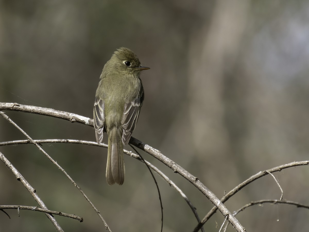 Western Flycatcher (Pacific-slope) - ML323105471