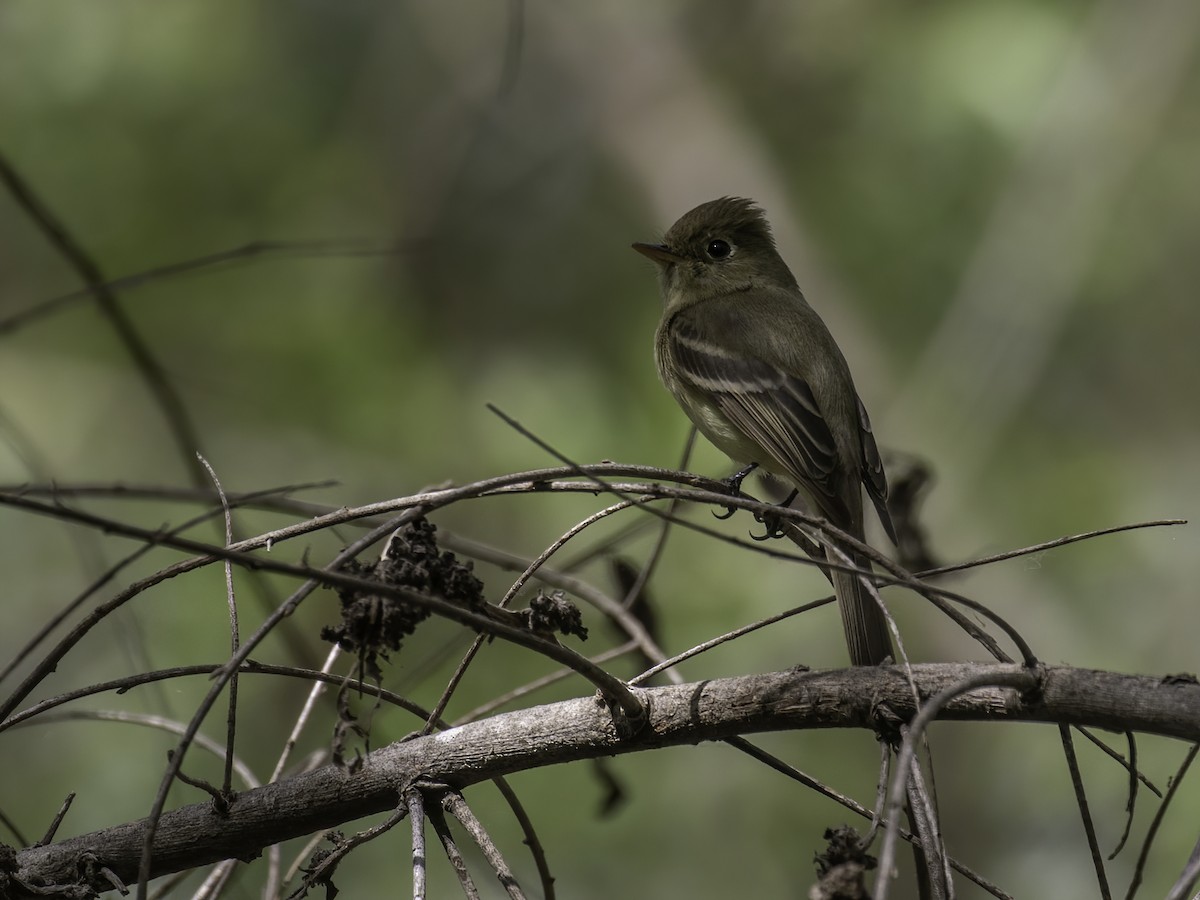 Western Flycatcher (Pacific-slope) - ML323105541