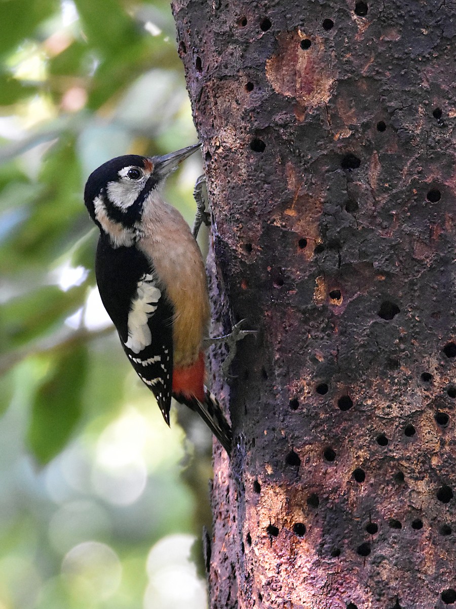 Himalayan Woodpecker - ML323105591