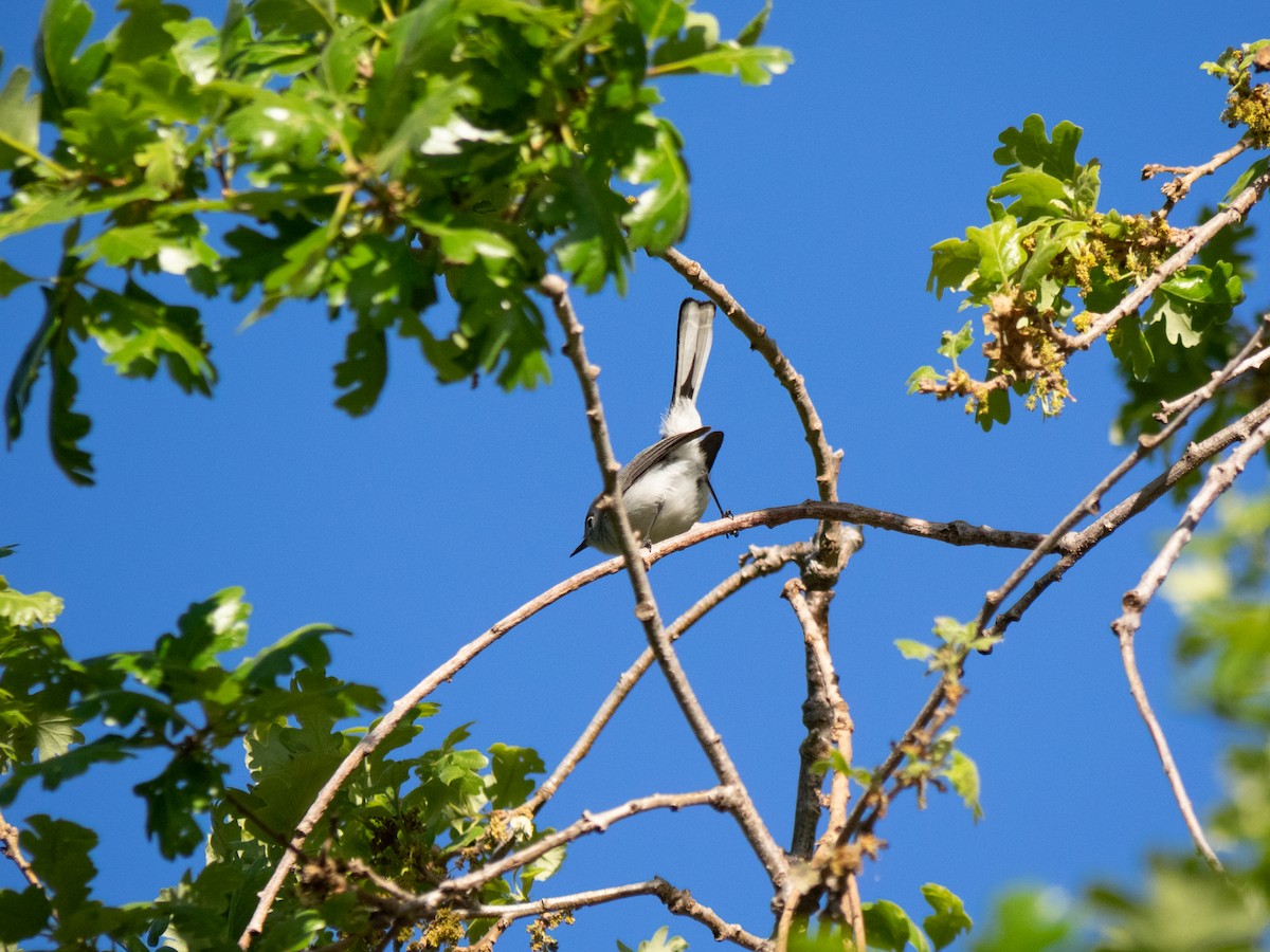 Blue-gray Gnatcatcher - Caitlin Chock