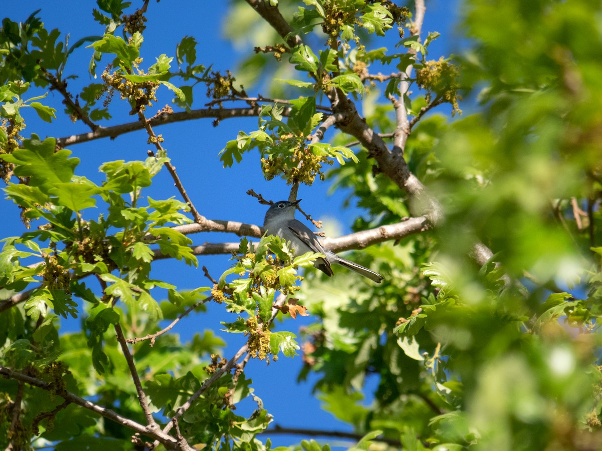 Blue-gray Gnatcatcher - Caitlin Chock