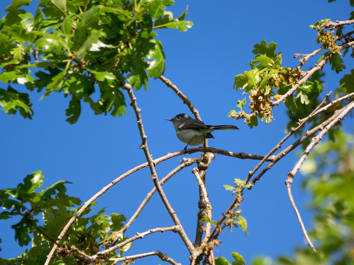 Blue-gray Gnatcatcher - Caitlin Chock