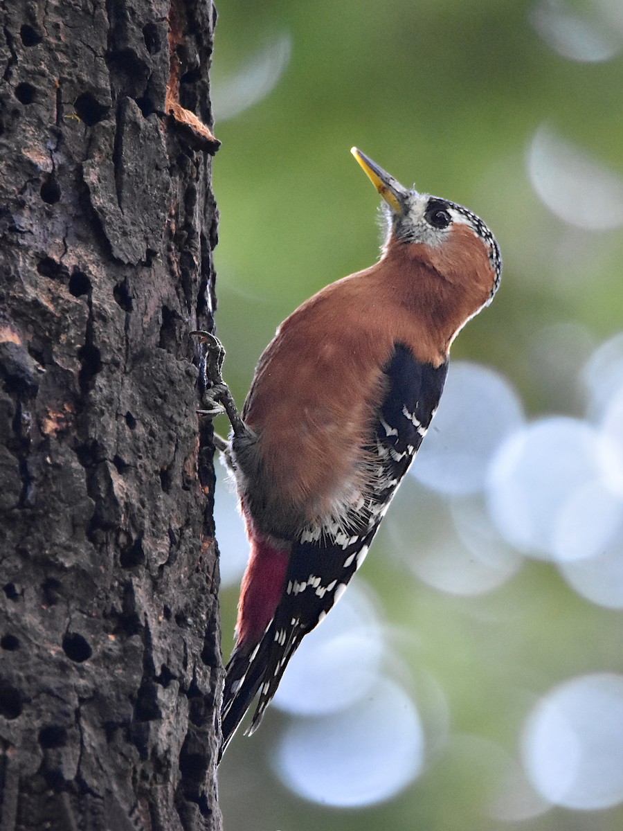 Rufous-bellied Woodpecker - ML323105871