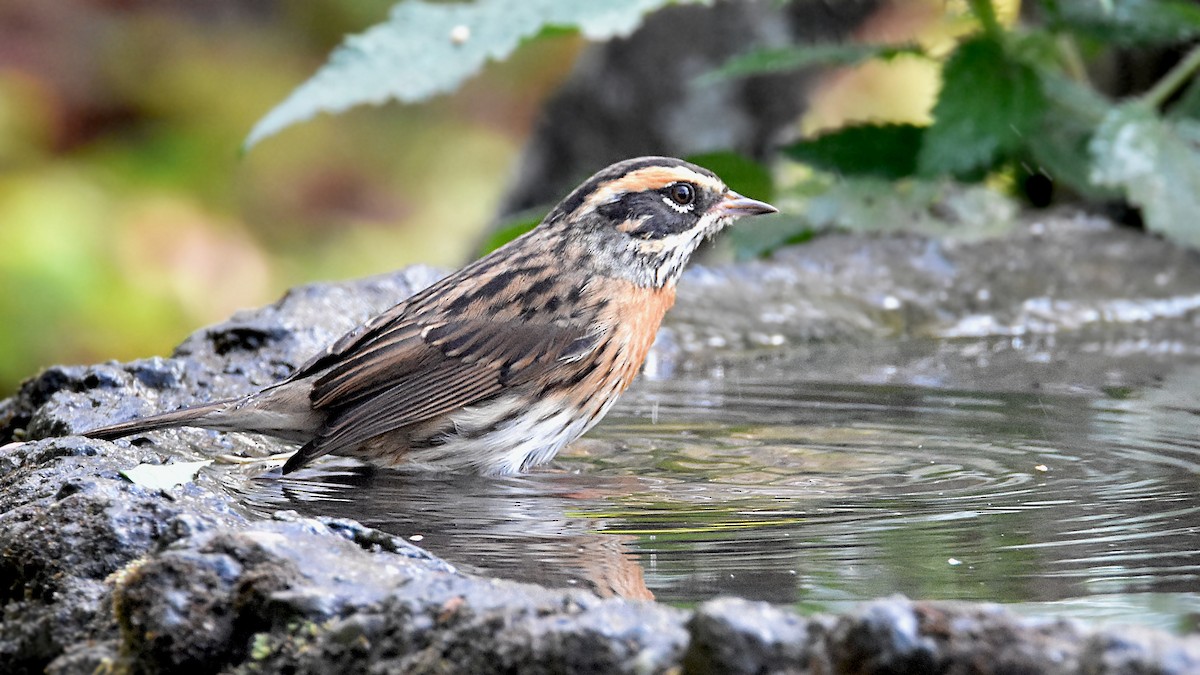 Rufous-breasted Accentor - ML323105981