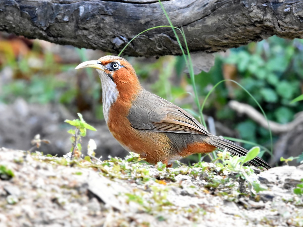 Rusty-cheeked Scimitar-Babbler - ML323106111