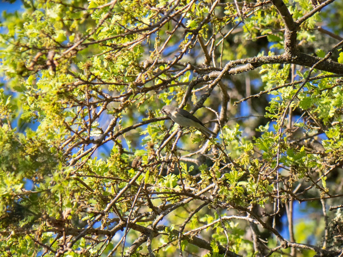 Warbling Vireo - ML323106131