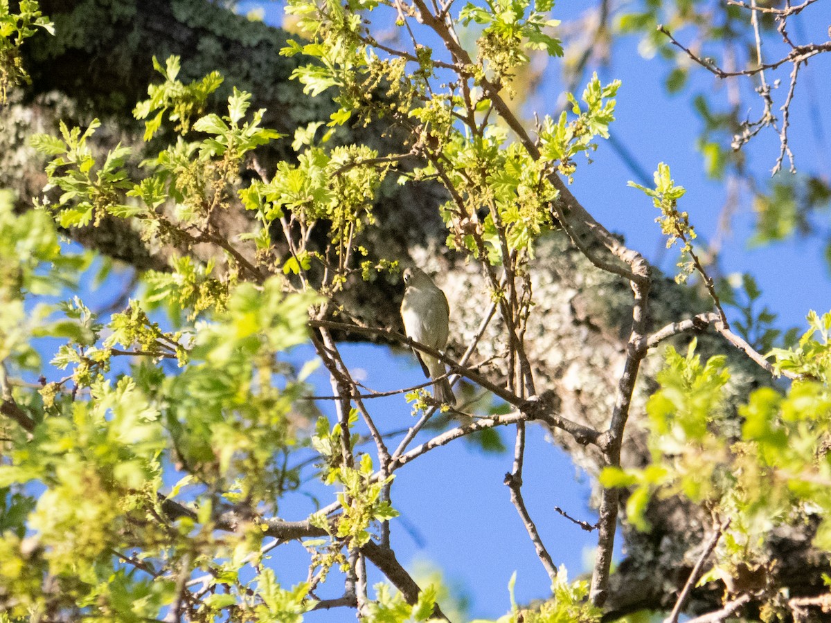 Warbling Vireo - ML323106141