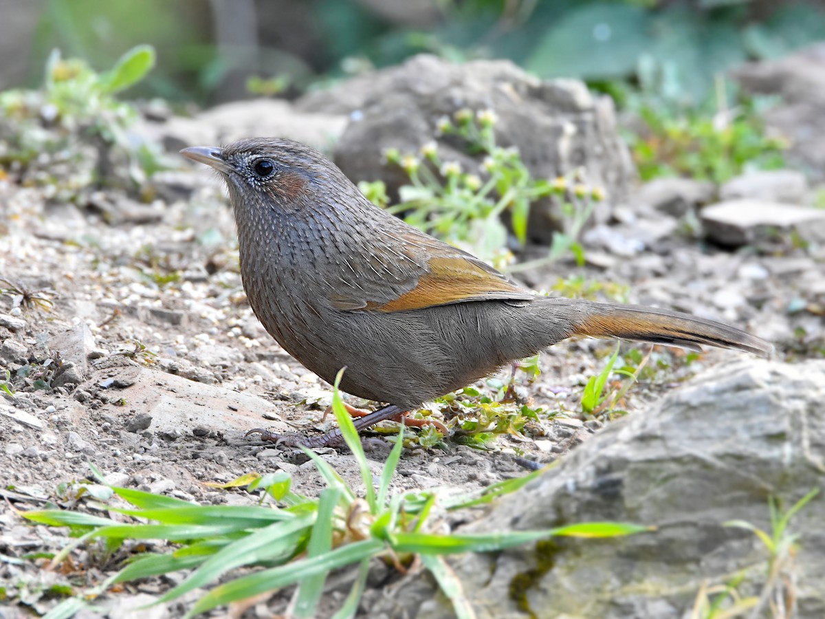 Streaked Laughingthrush - ML323106211