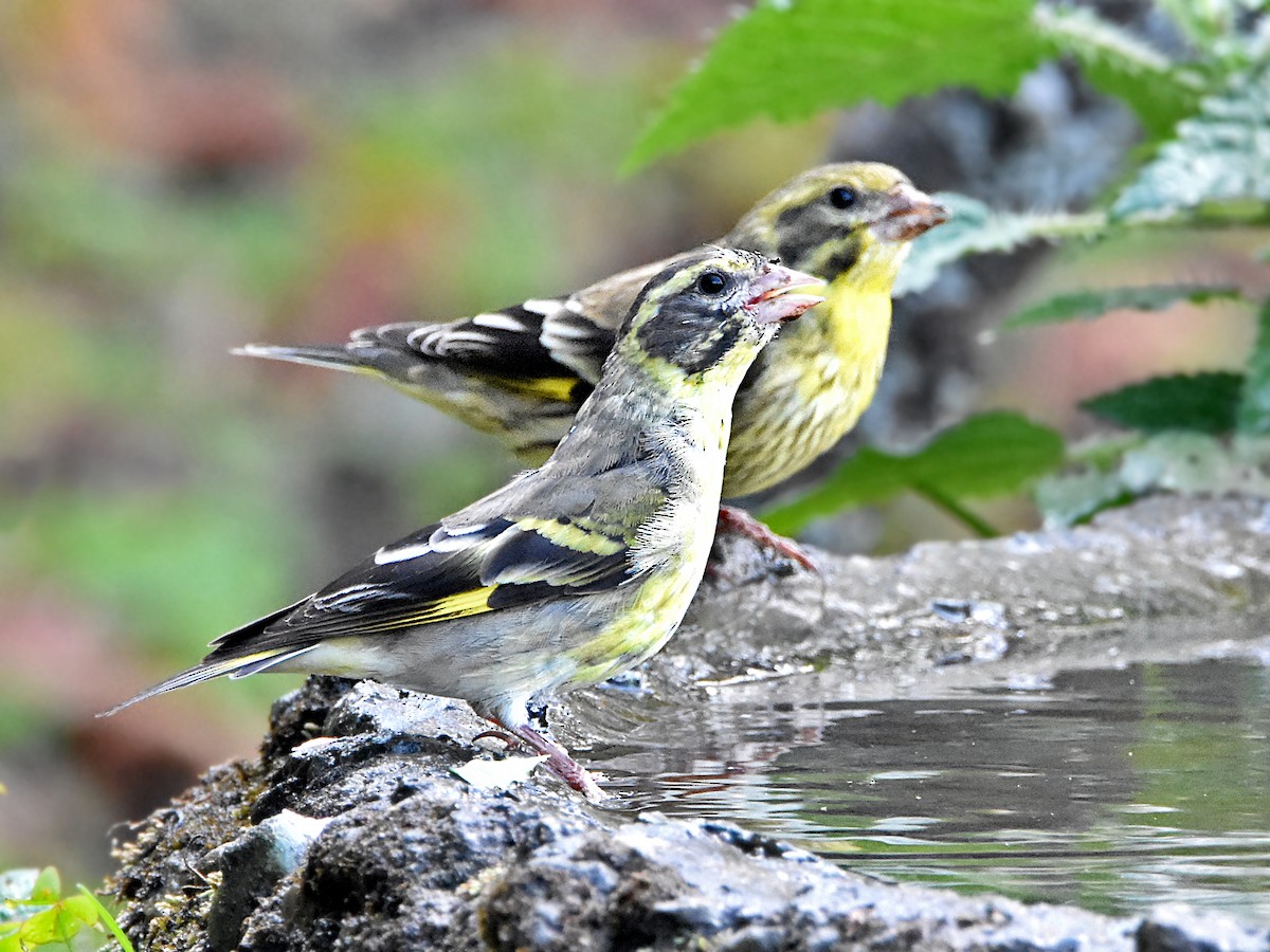 Yellow-breasted Greenfinch - ML323106281