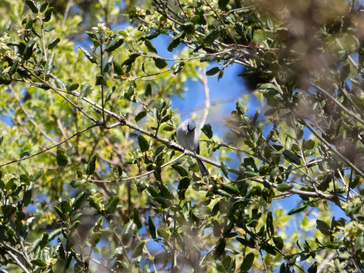 Blue-gray Gnatcatcher - Caitlin Chock