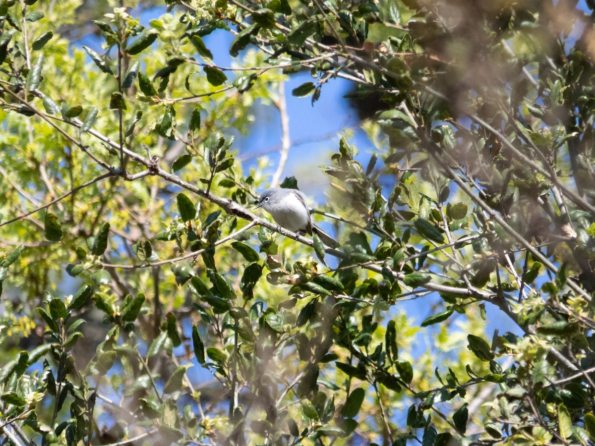 Blue-gray Gnatcatcher - ML323106401