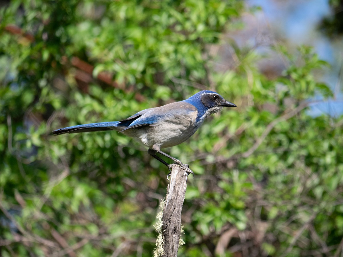 California Scrub-Jay - Caitlin Chock