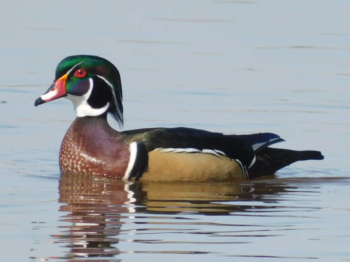 Wood Duck - Scott Schroeder