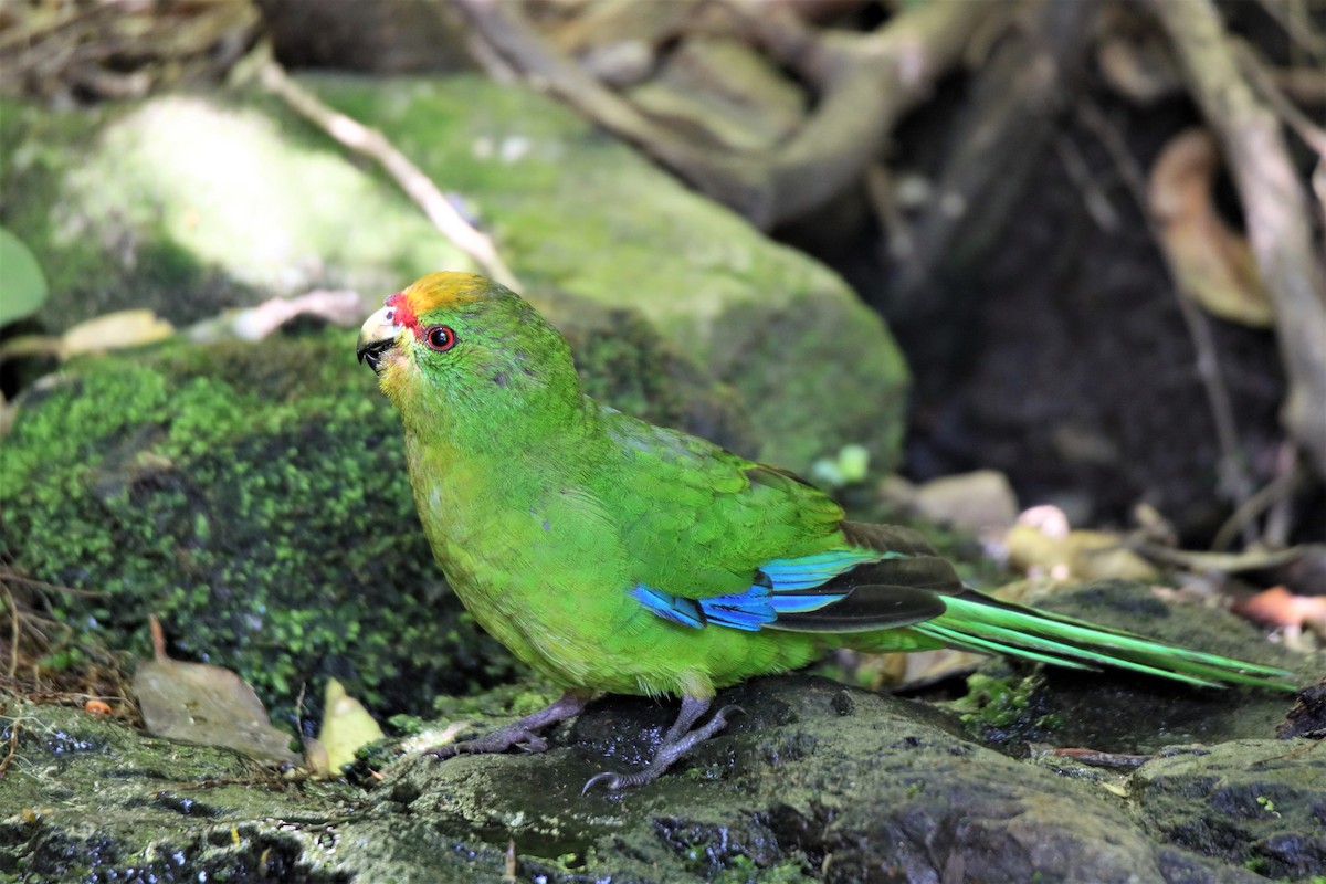 Yellow-crowned Parakeet - ML323107971