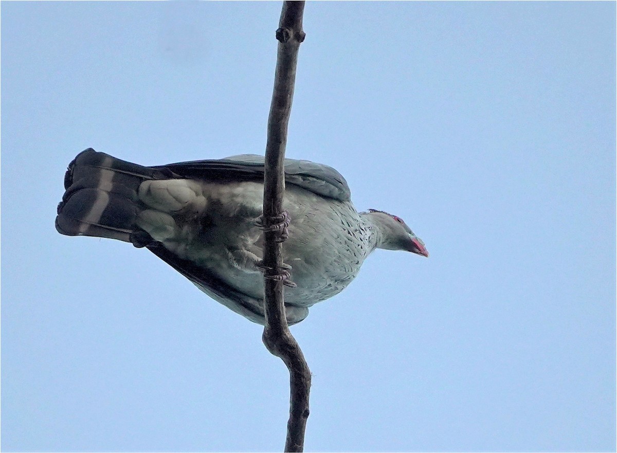 Topknot Pigeon - ML323108361