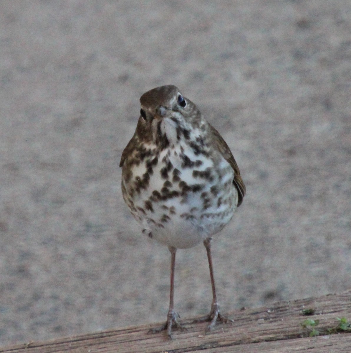 Hermit Thrush - ML323108431