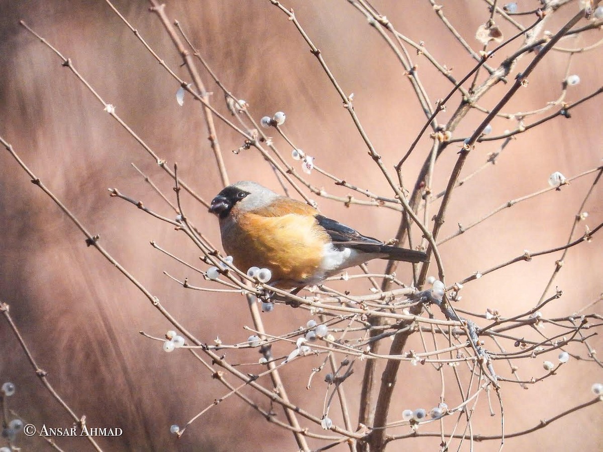 Orange Bullfinch - ML323110731