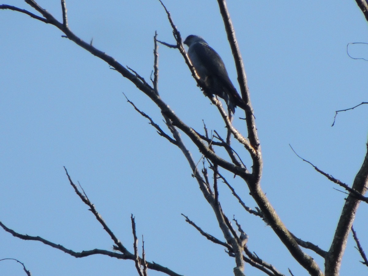 Plumbeous Kite - ML323110761