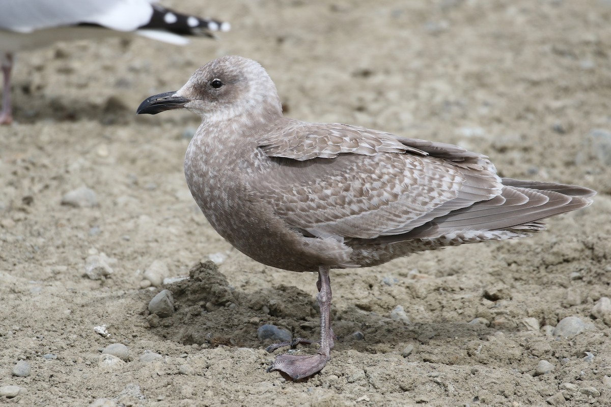 Glaucous-winged Gull - Cameron Eckert