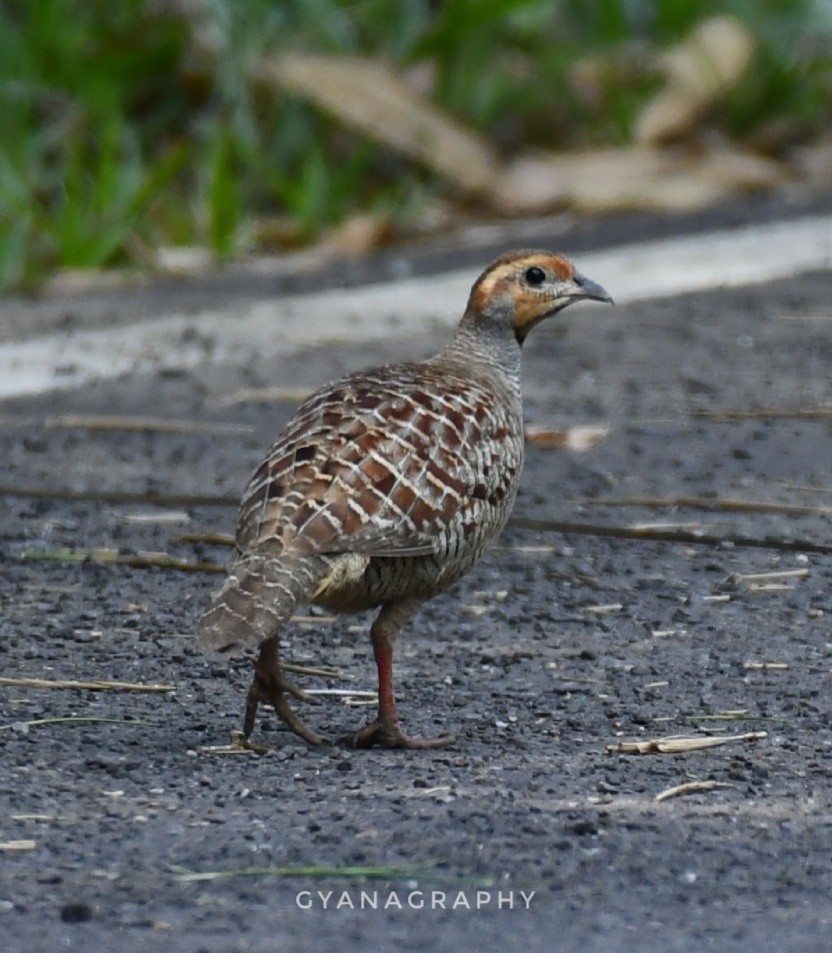 Gray Francolin - Gyana Sounder