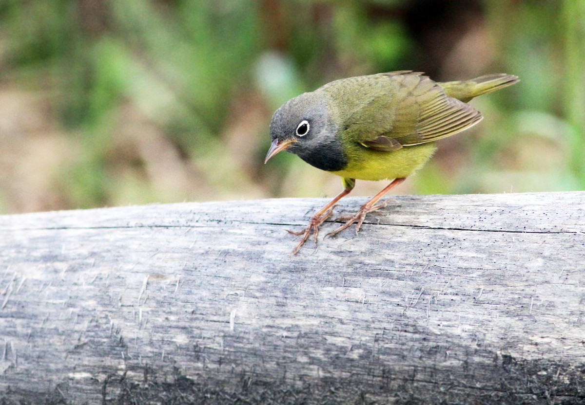 Connecticut Warbler - Andrew Spencer