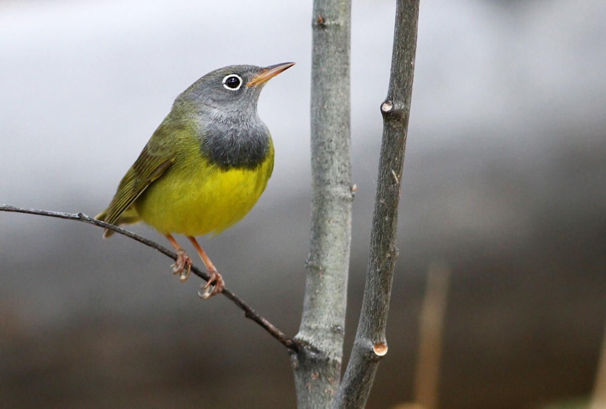 Connecticut Warbler - Andrew Spencer