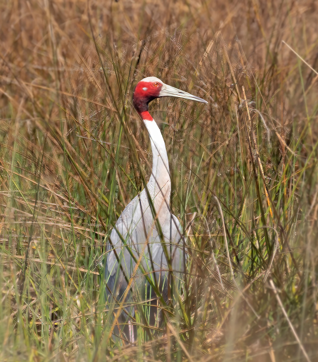 Sarus Crane - ML323115901