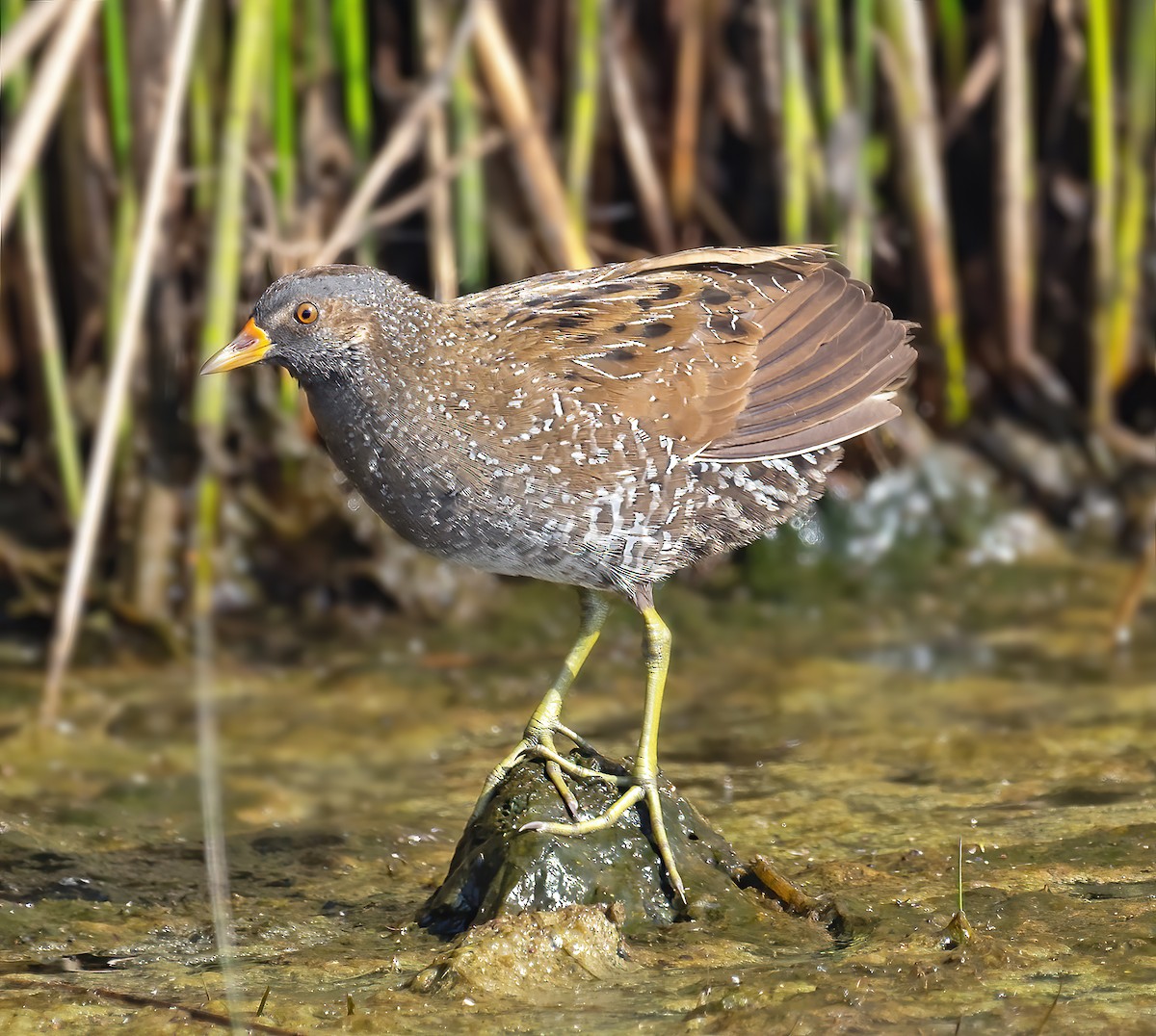 Spotted Crake - ML323116091