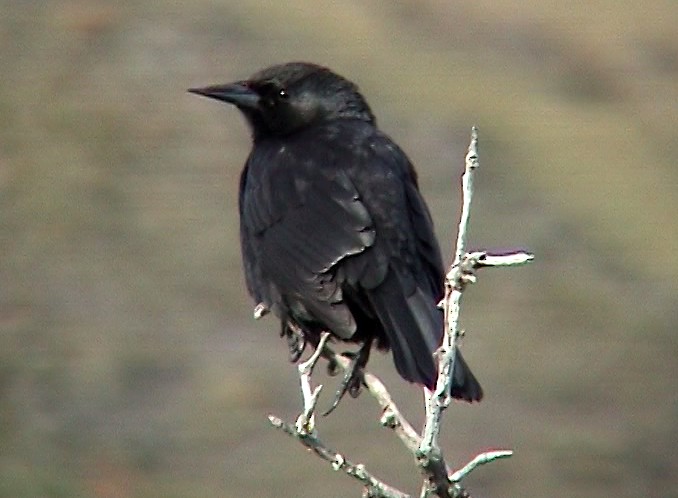 Austral Blackbird - ML323116591