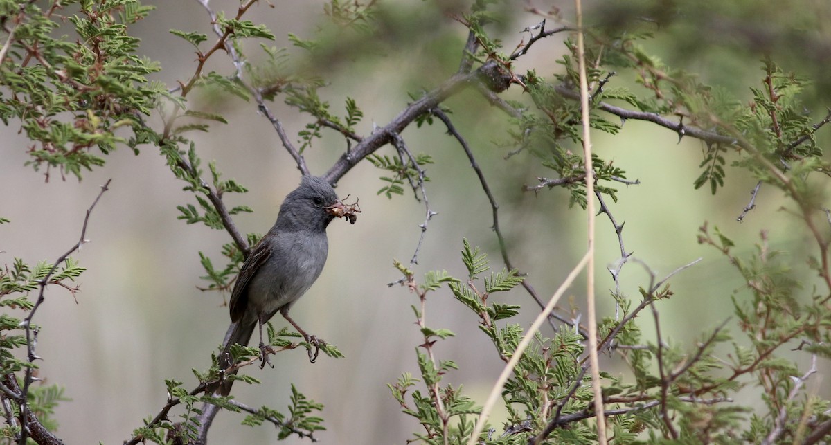 Black-chinned Sparrow - ML32311731