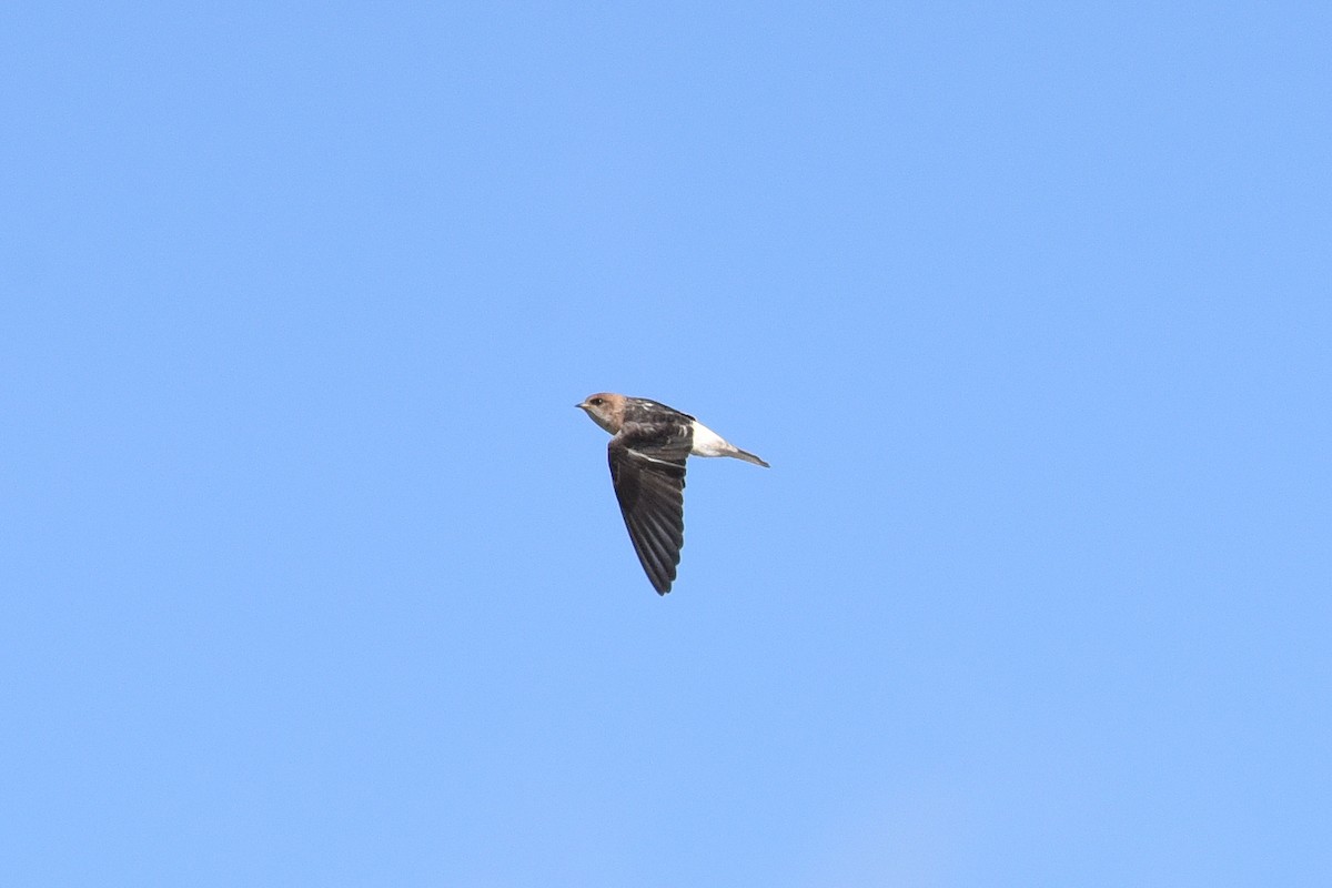 Golondrina Ariel - ML323117401