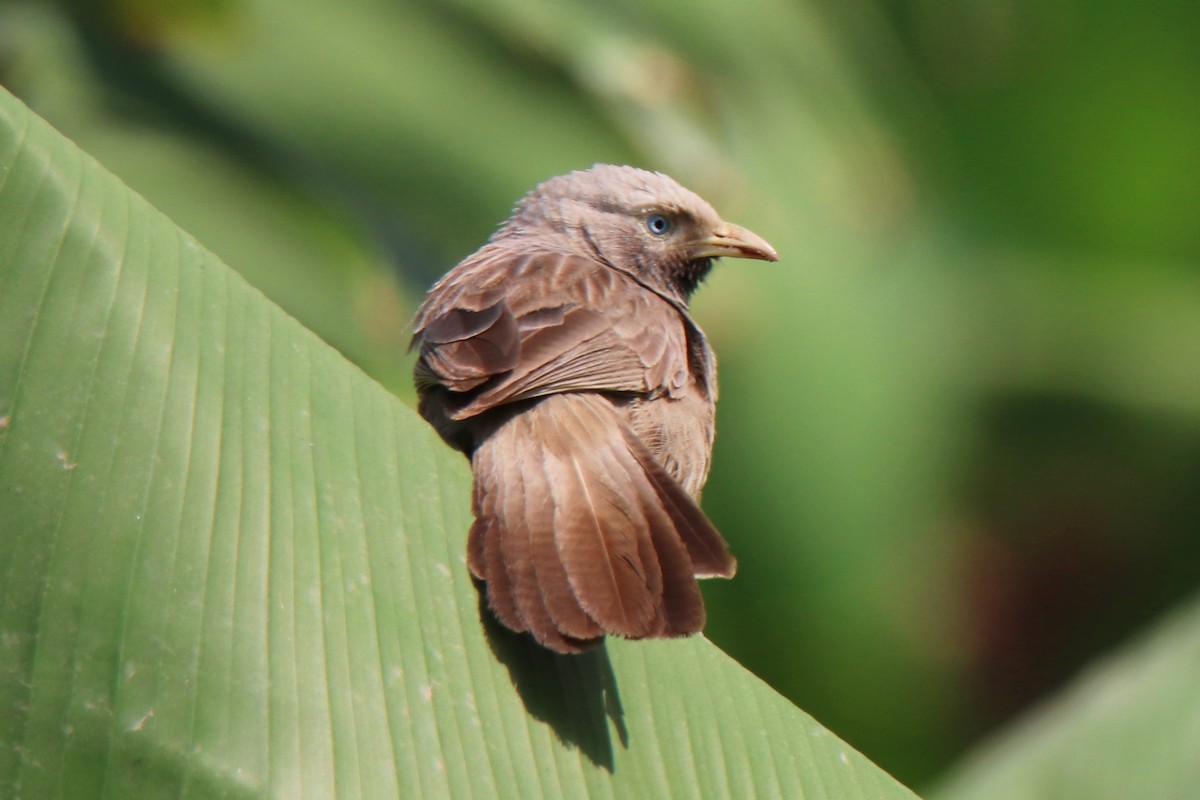 Yellow-billed Babbler - ML323118191