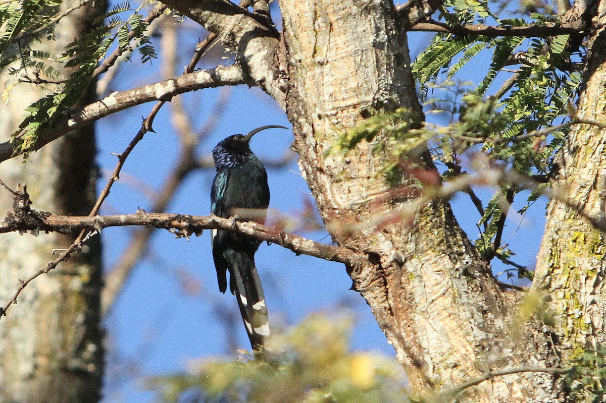 Common Scimitarbill - ML323120071