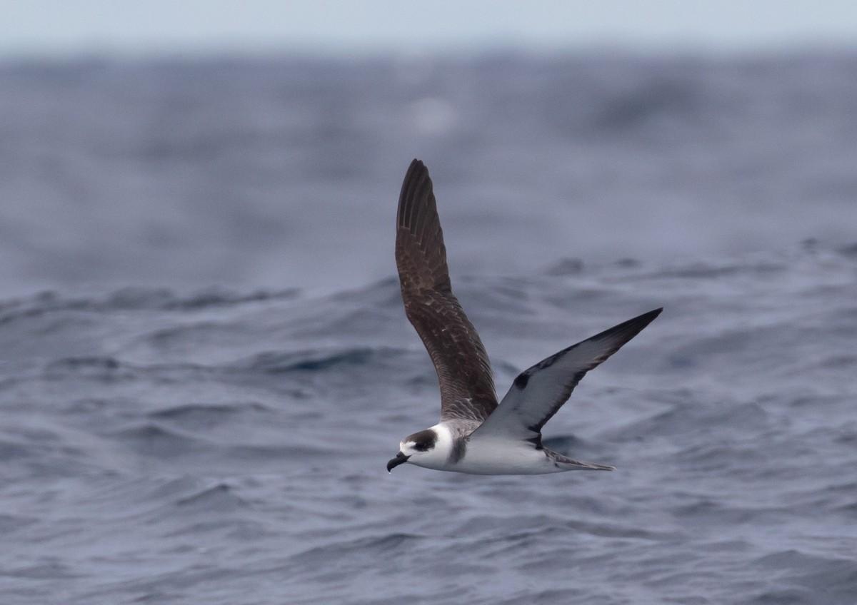 White-necked Petrel - ML323120461