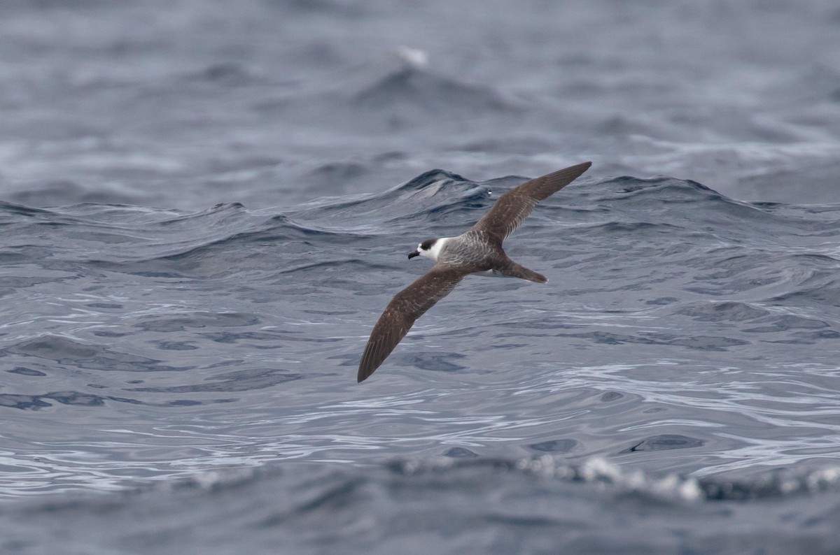 White-necked Petrel - ML323120491