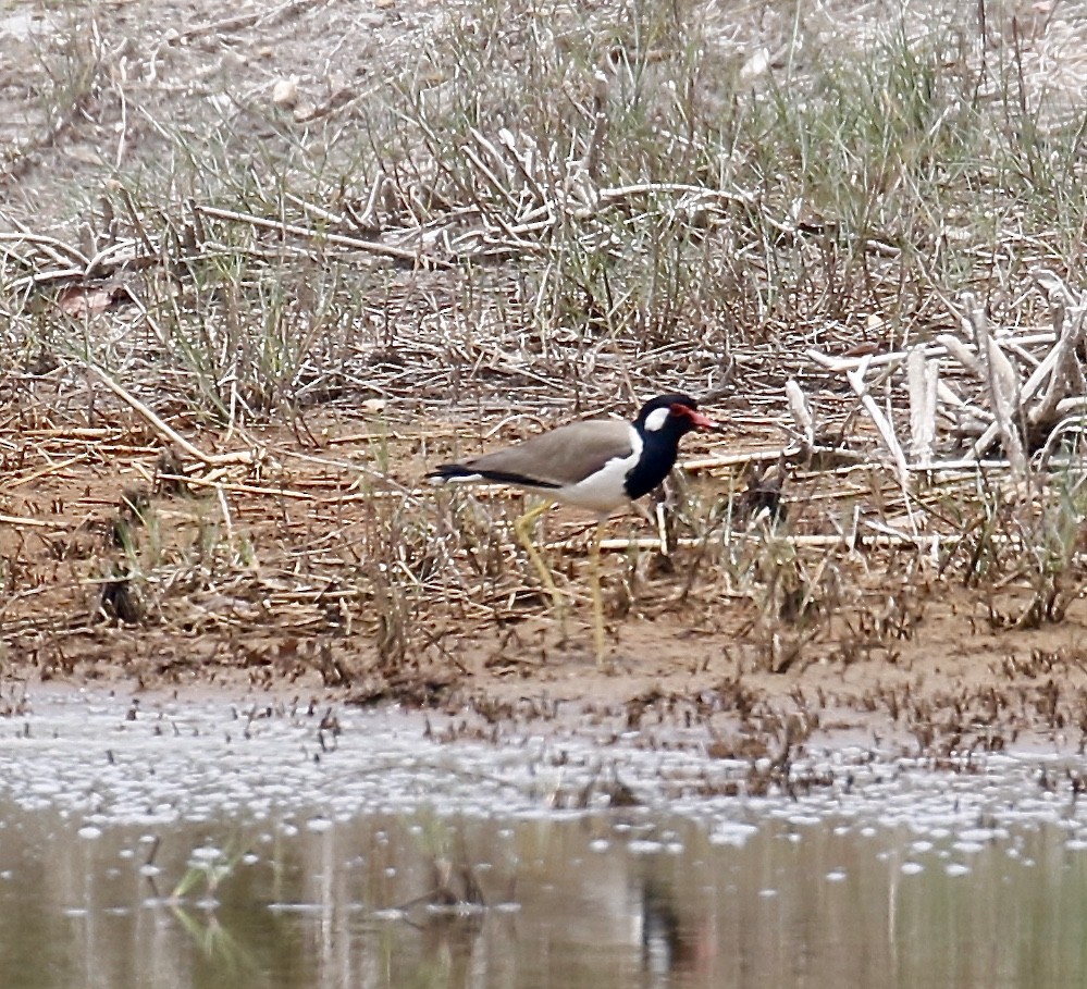 Red-wattled Lapwing - ML323121511