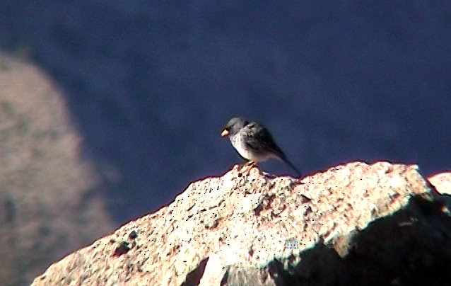 Band-tailed Sierra Finch - ML323121851