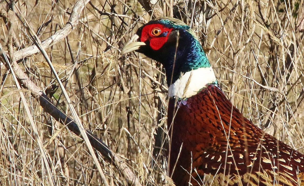 Ring-necked Pheasant - Glenn Anderson