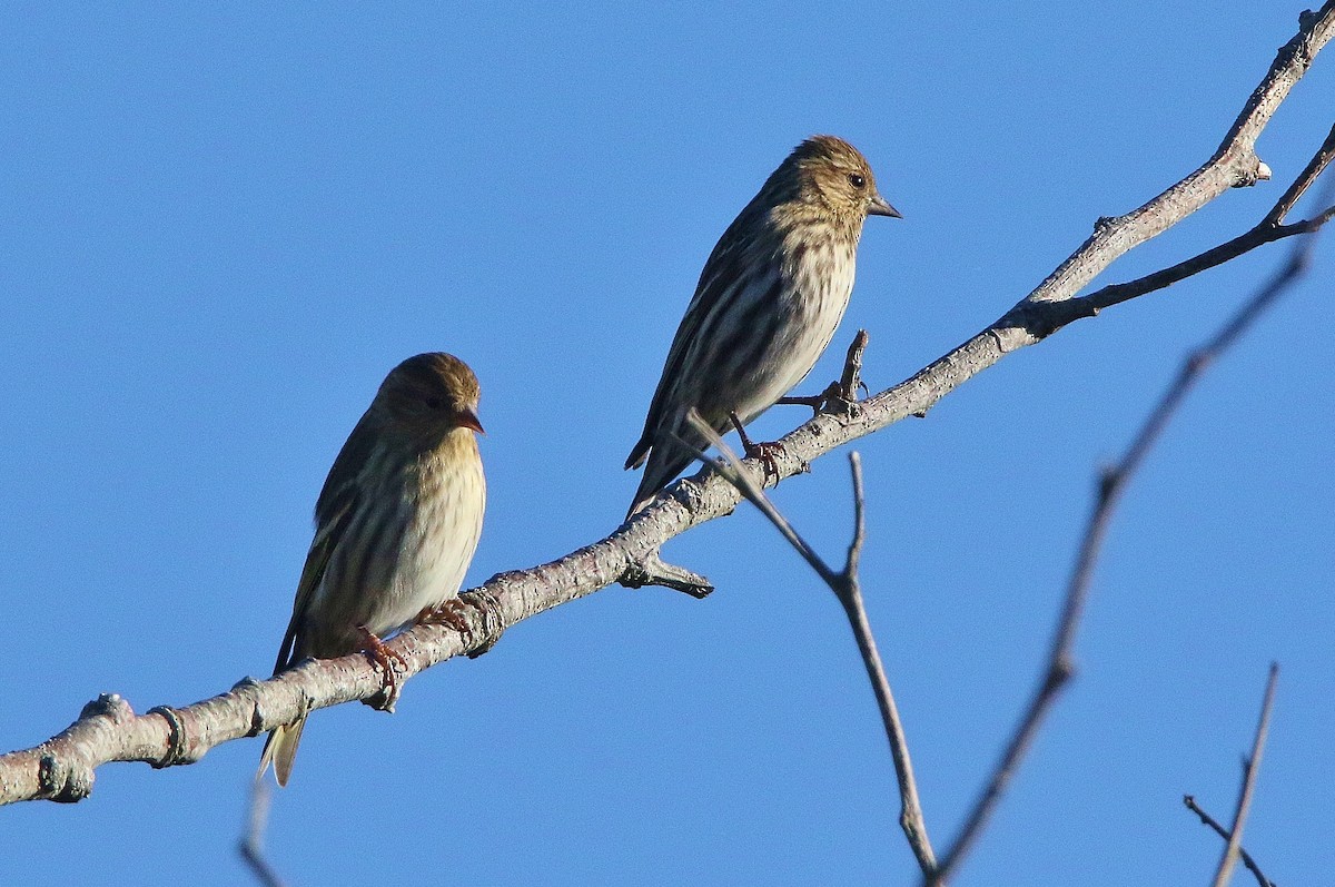 Pine Siskin - Glenn Anderson