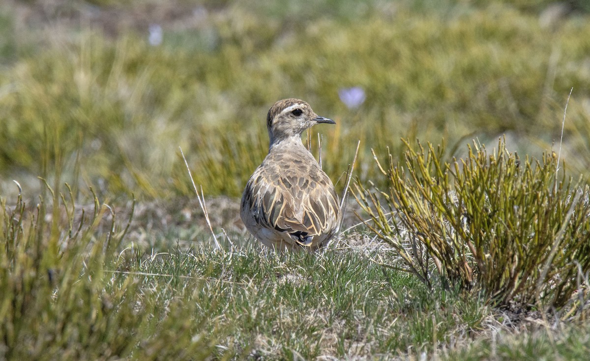 Eurasian Dotterel - ML323123971