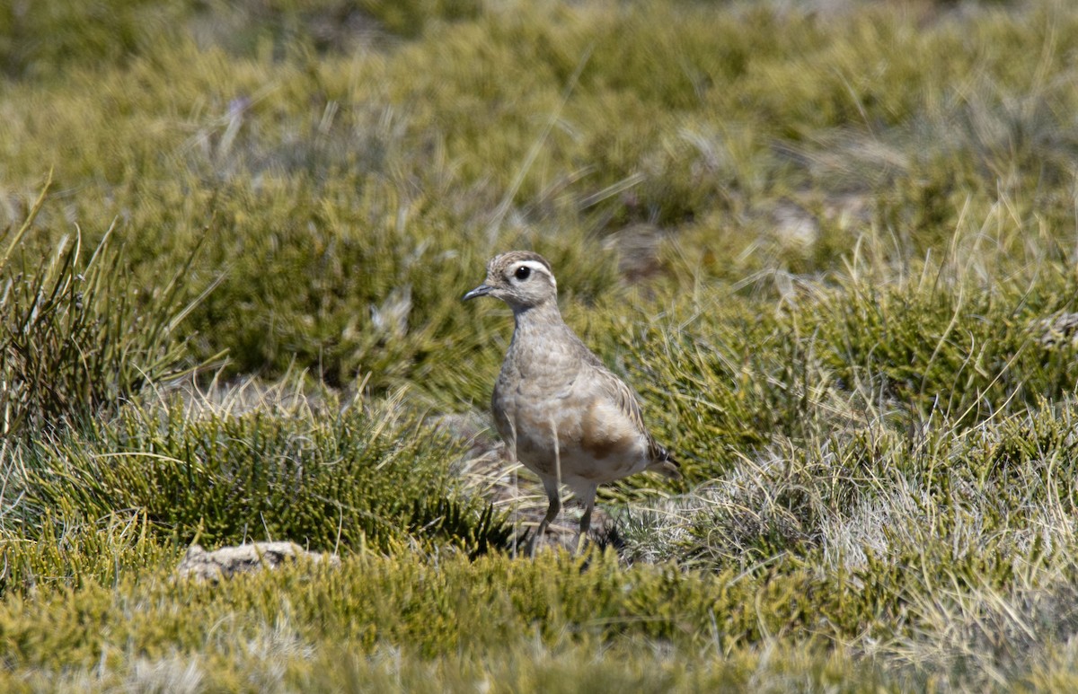 Eurasian Dotterel - ML323124001