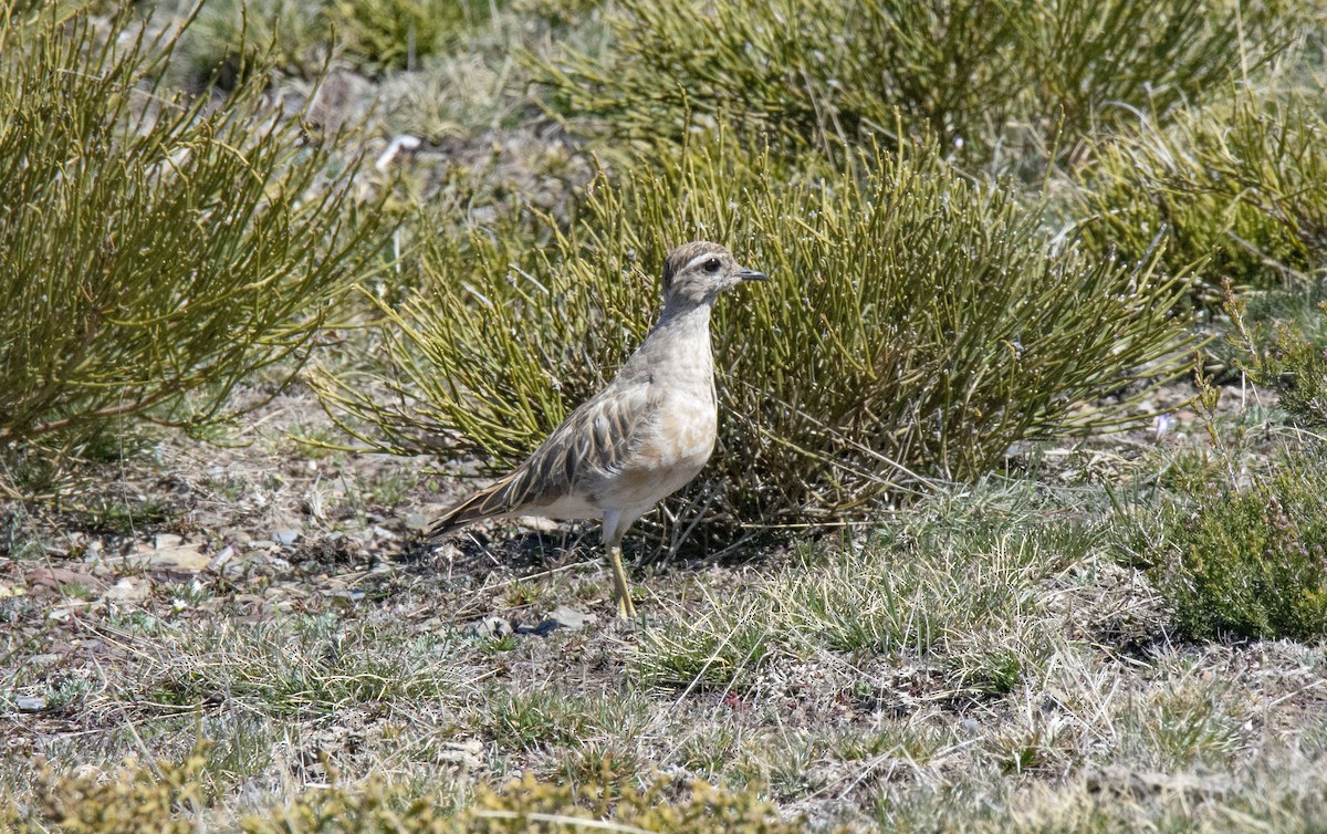 Mornellregenpfeifer - ML323124011