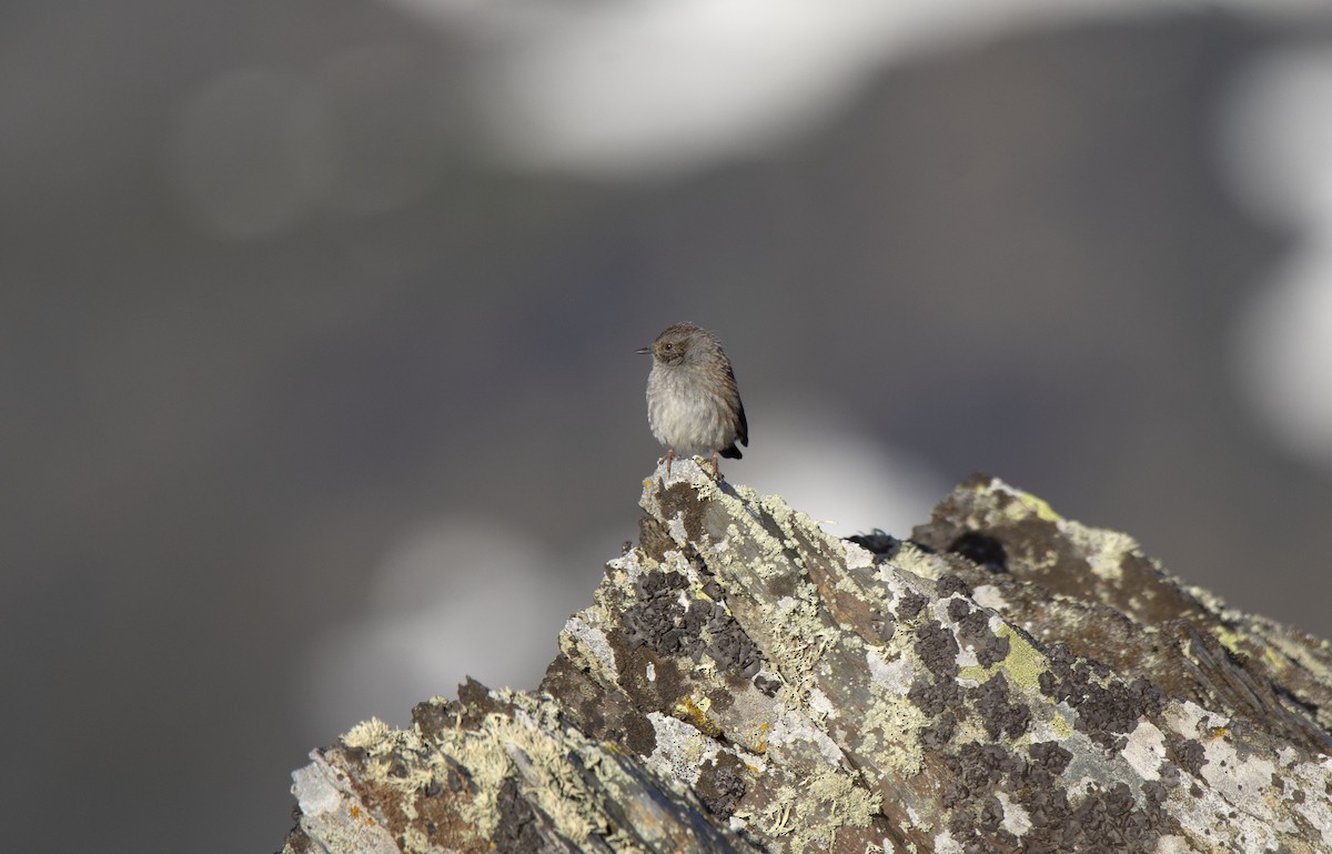 Dunnock - ML323124291