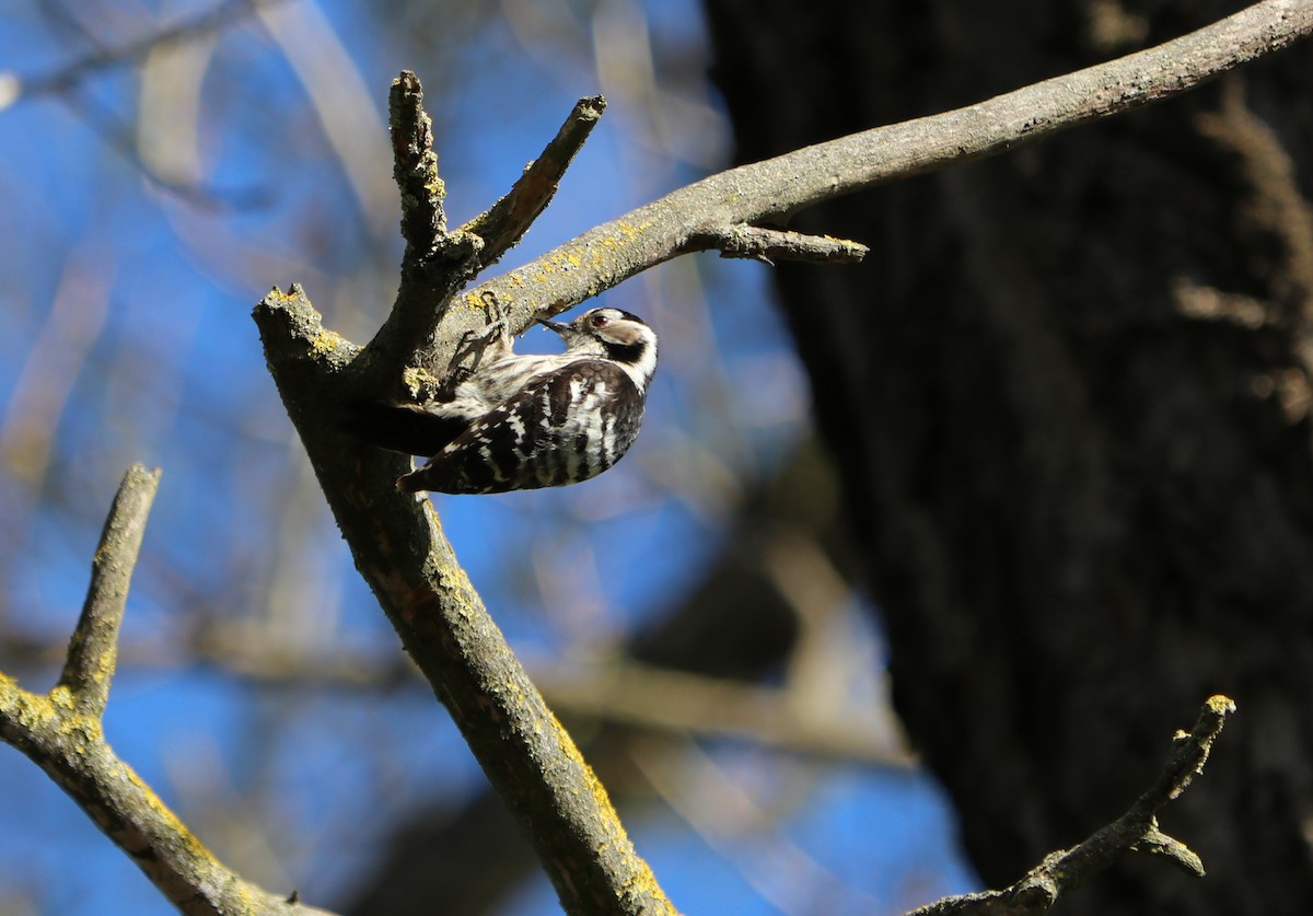 Lesser Spotted Woodpecker - ML323124361