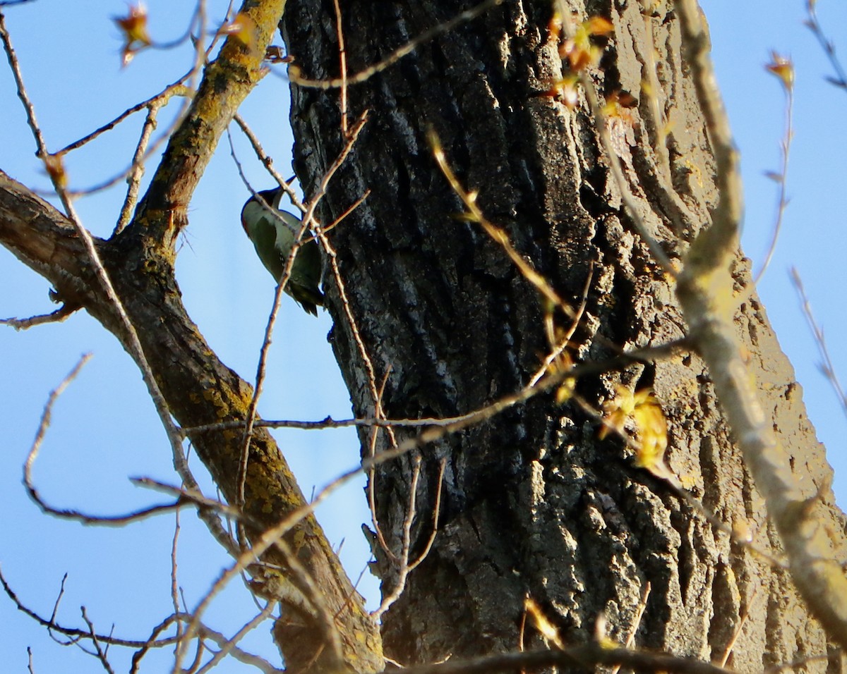 Eurasian Green Woodpecker - ML323124381