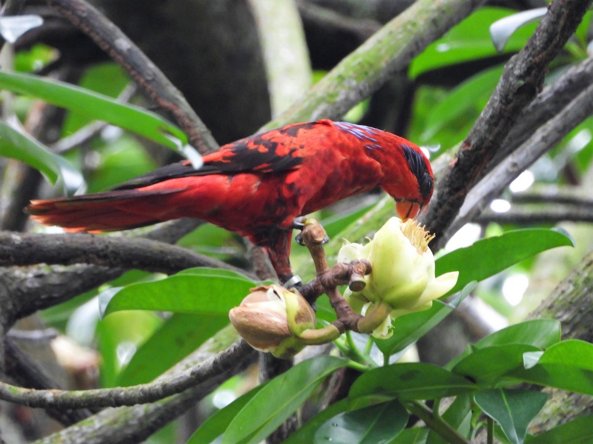 Blue-streaked Lory - ML323124671