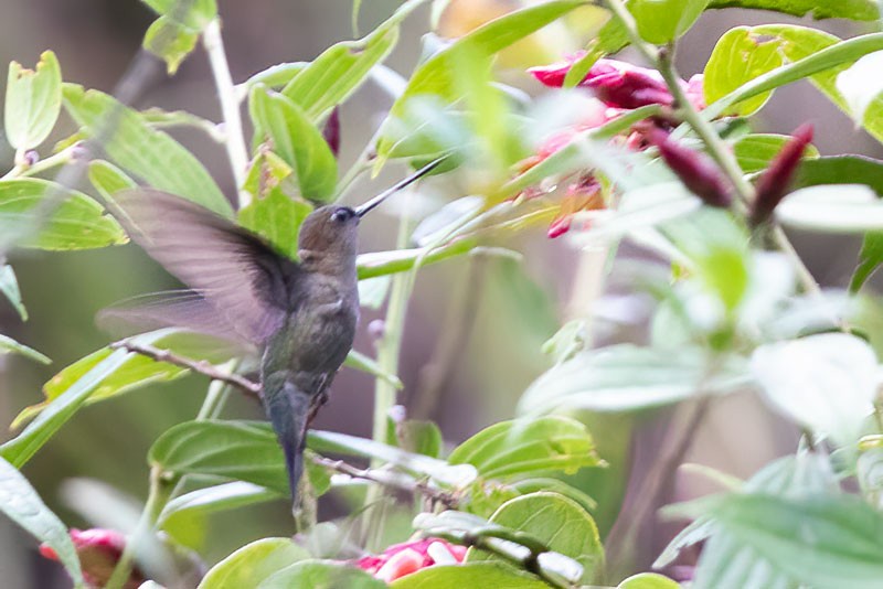 Green-fronted Lancebill - Arthur Grosset